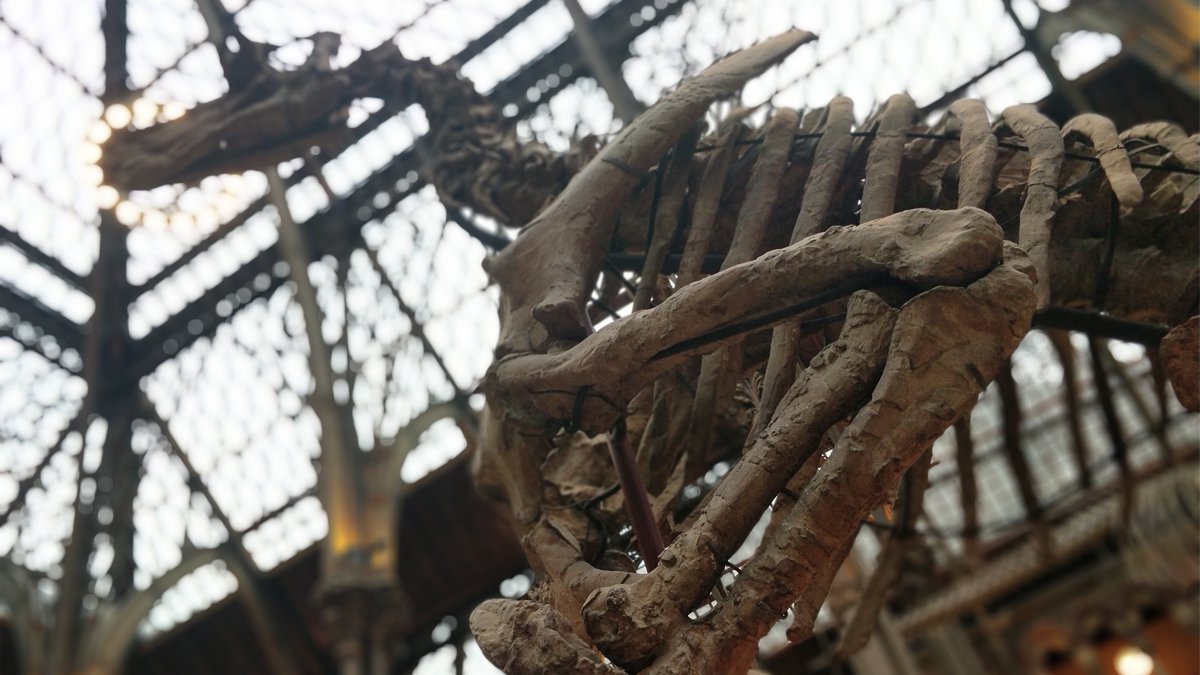 Dinosaur skeleton