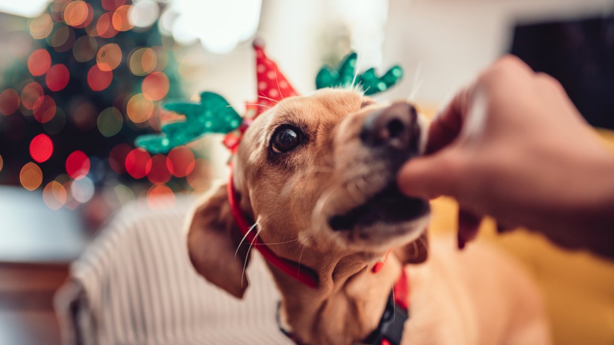 Dog with Christmas antlers on being fed a treat
