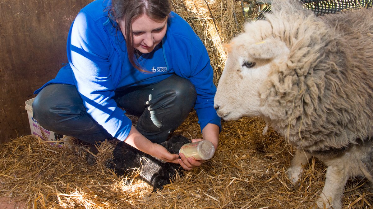 Student feeding a lamb