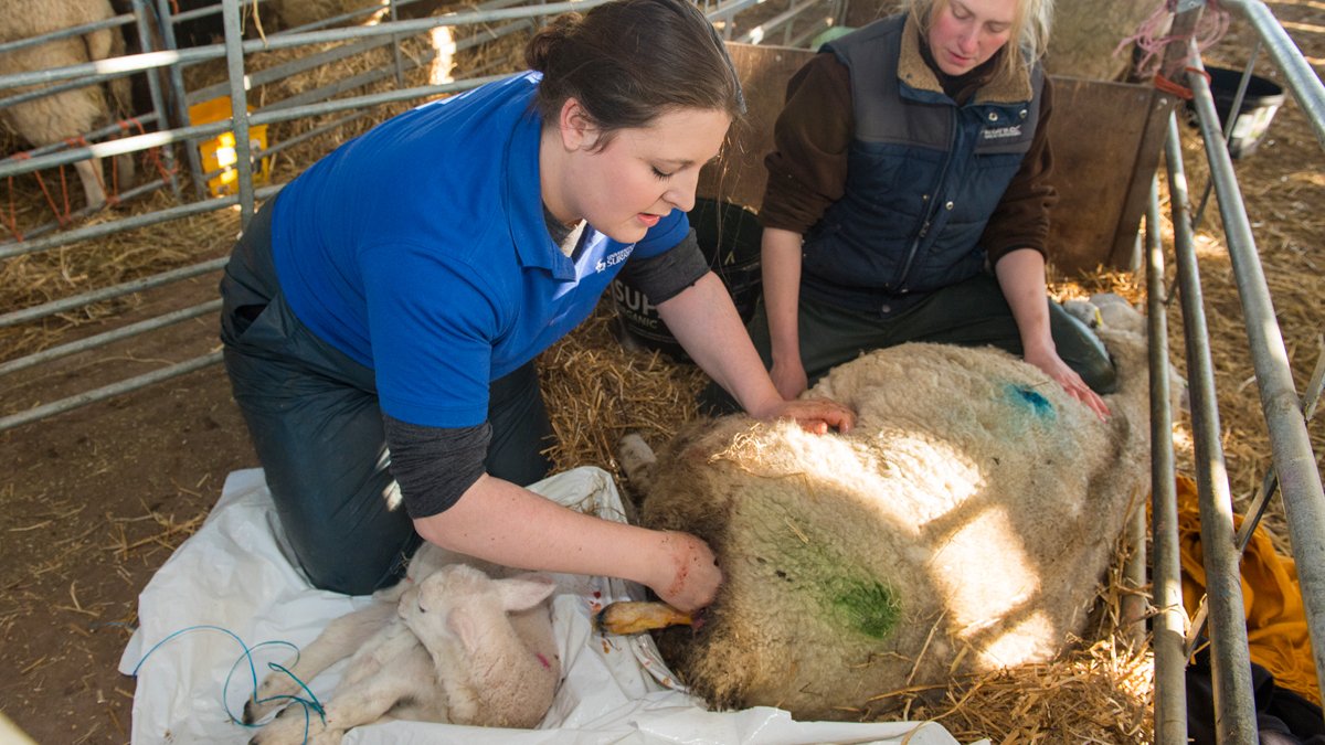 Student delivering a lamb