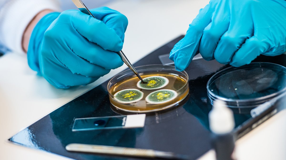 Person wearing gloves touching a petri dish with bacteria in