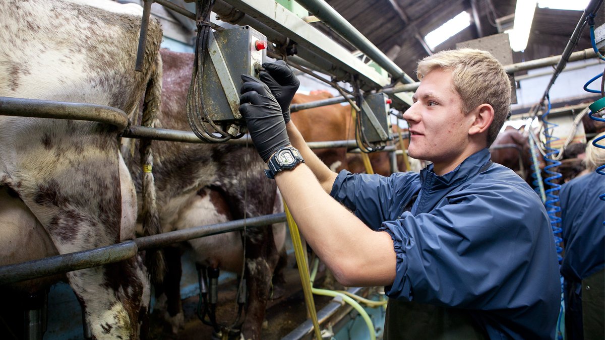 Student standing next to a cow touching some equipment