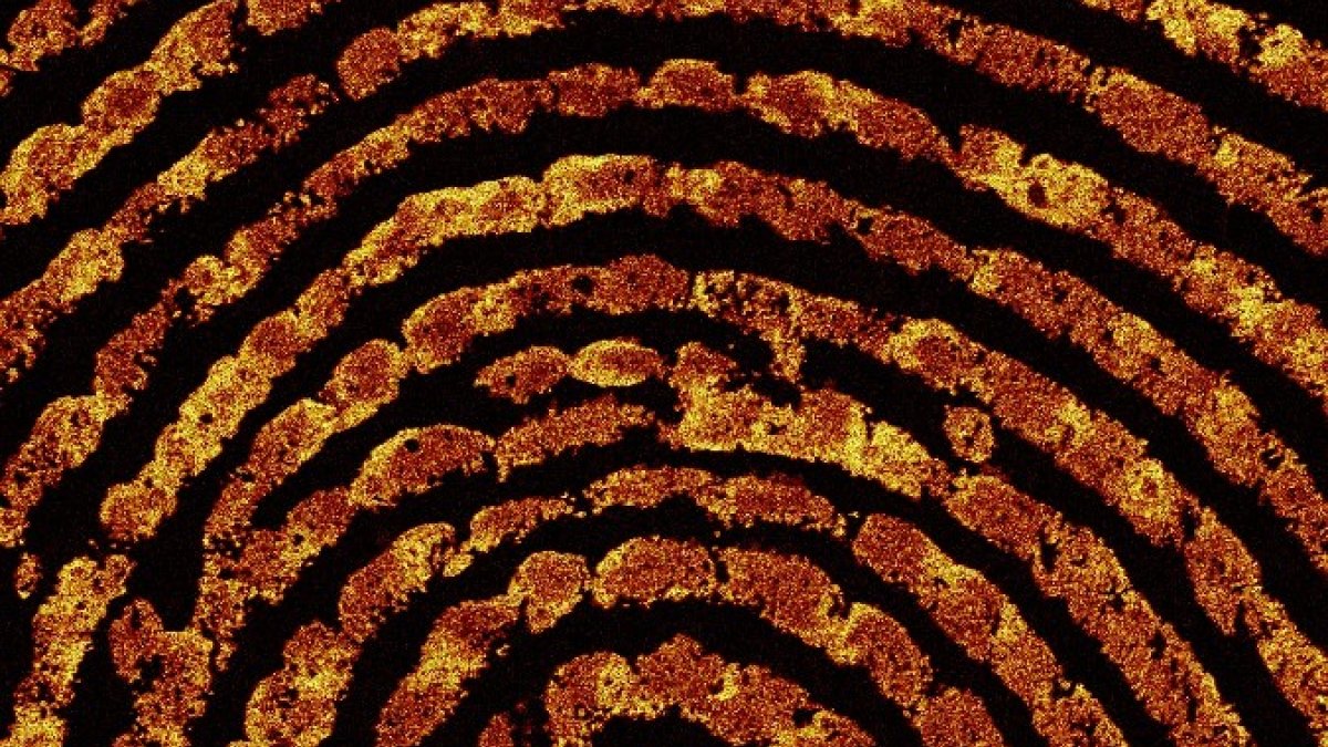 Fingerprint_under_microscope