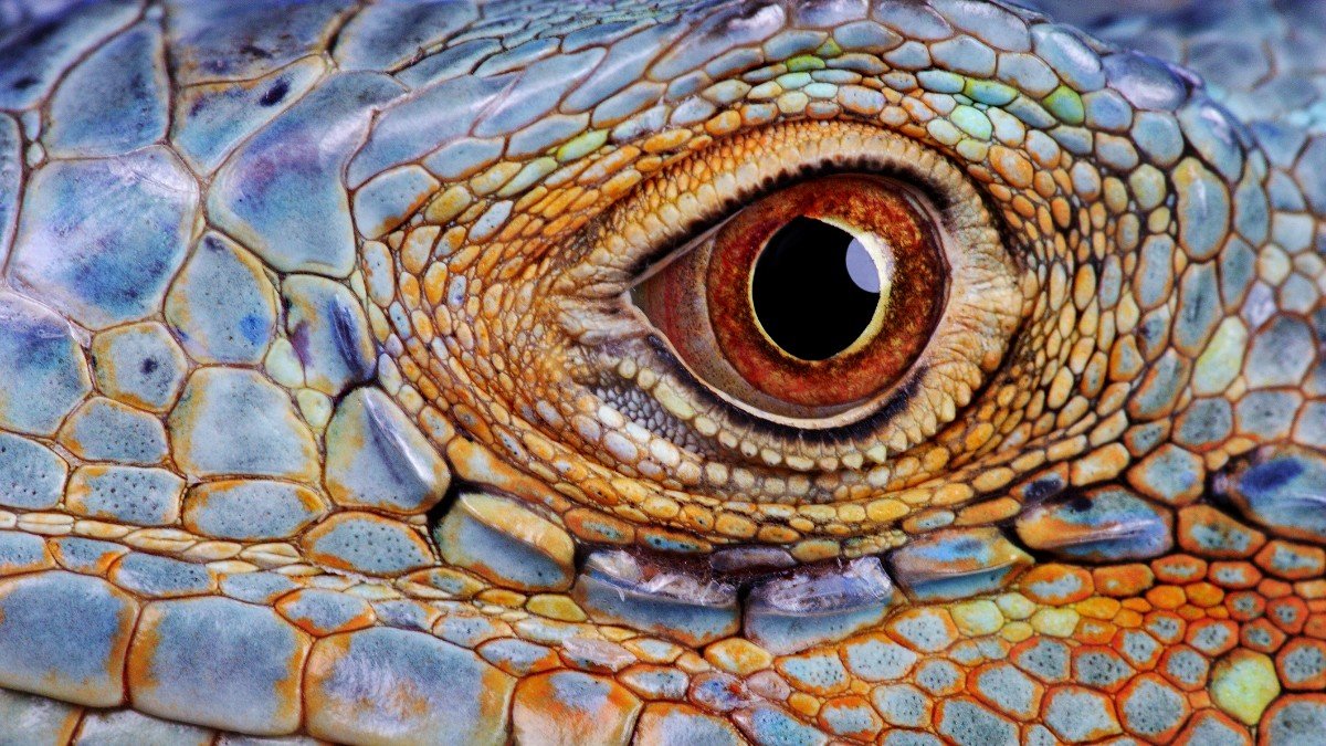 lizard eye