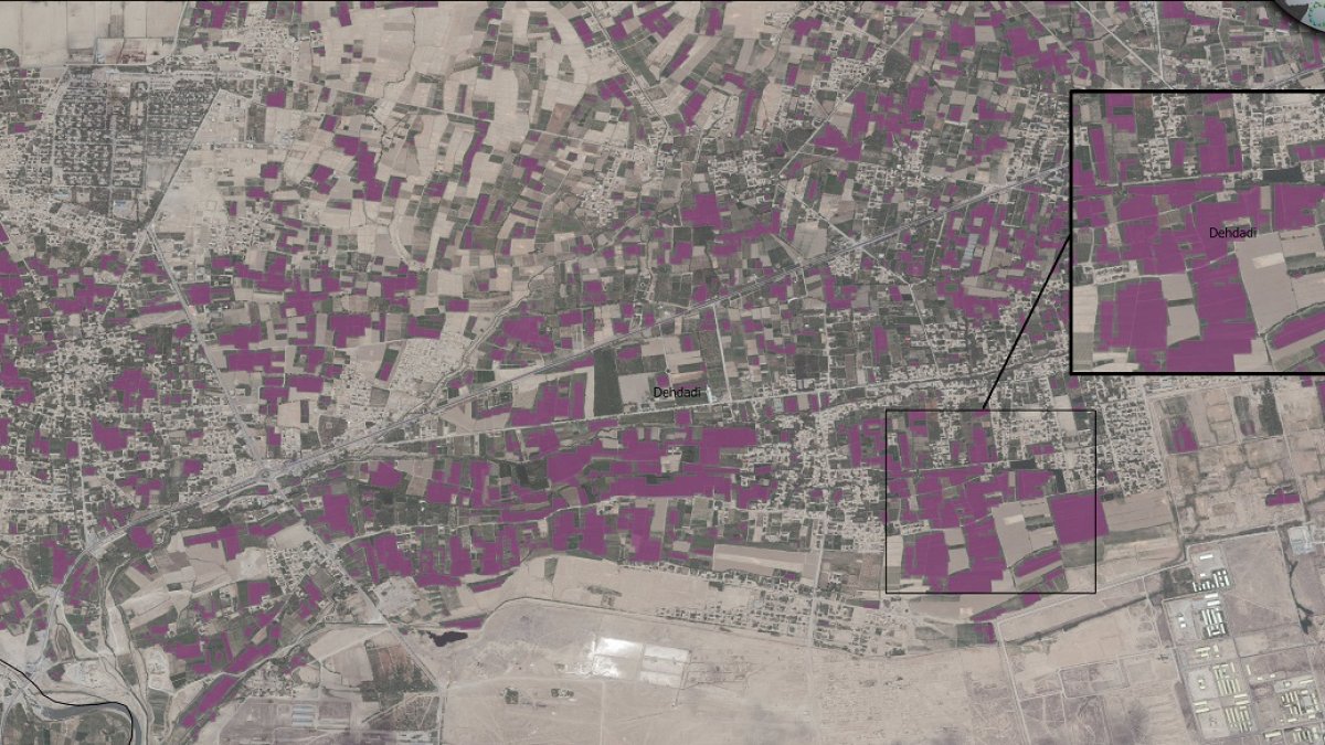 Maize classification map