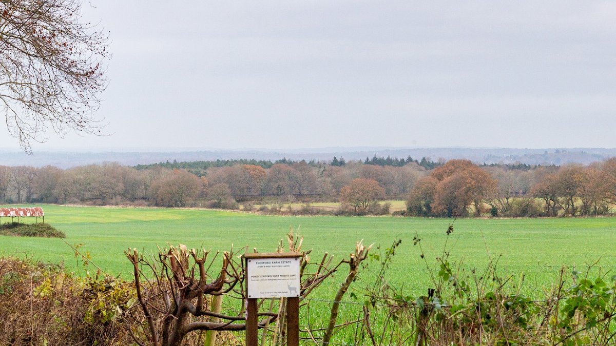 A hedge, fields and woodland in Surrey