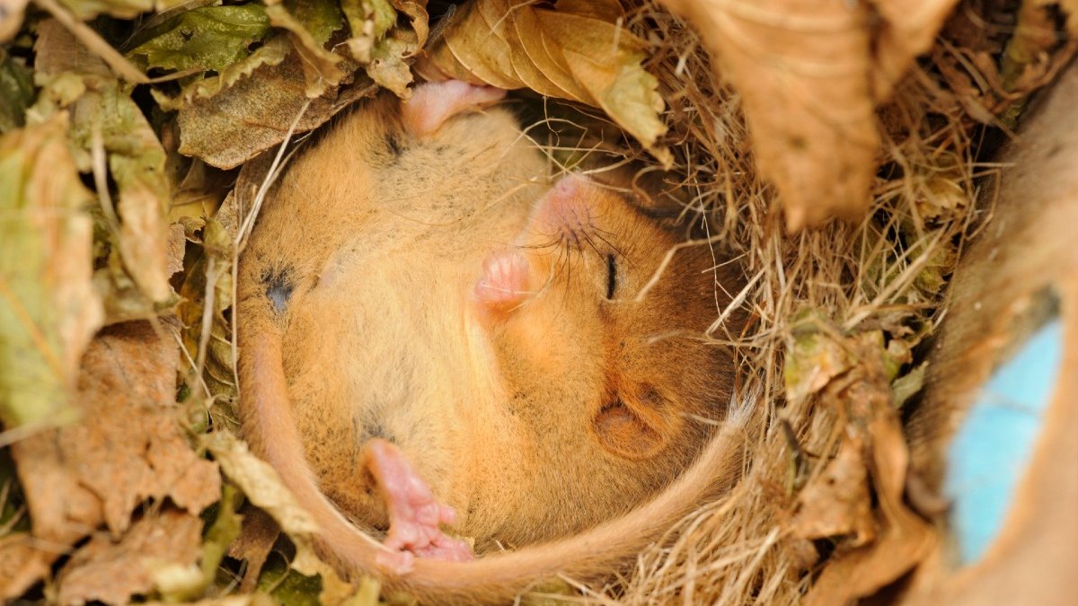 A hazel dormouse sleeps whilst nestled into dried leaves