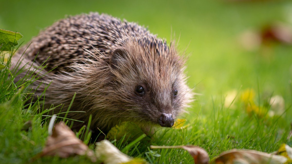 Hedgehog 