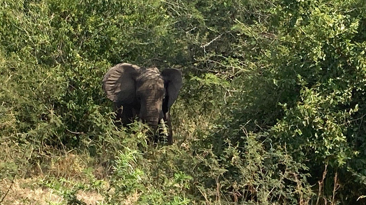 Elephant