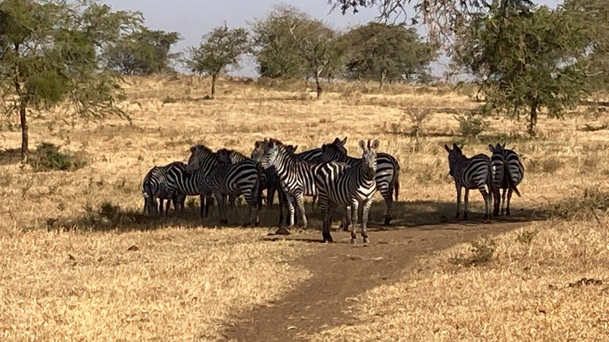 Zebras 