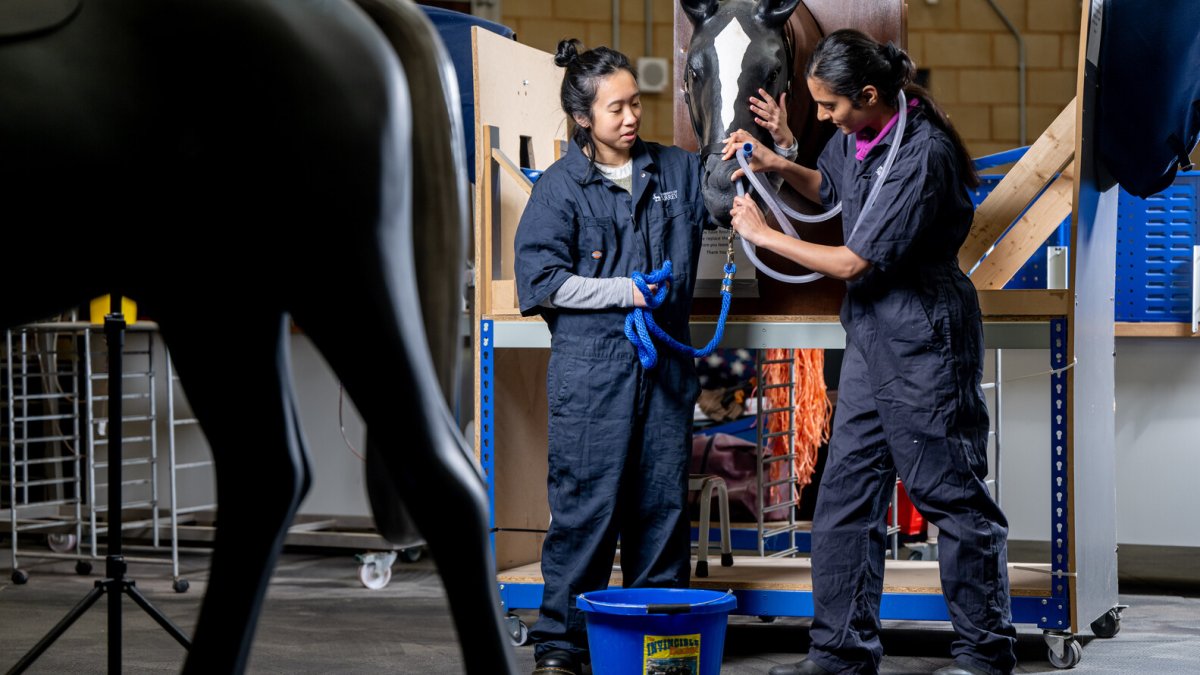 Students practise endotracheal intubation on a horse model in the Large Animal Clinical Skills Centre.