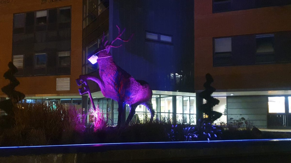 Stag on Stag Hill campus lit up in purple