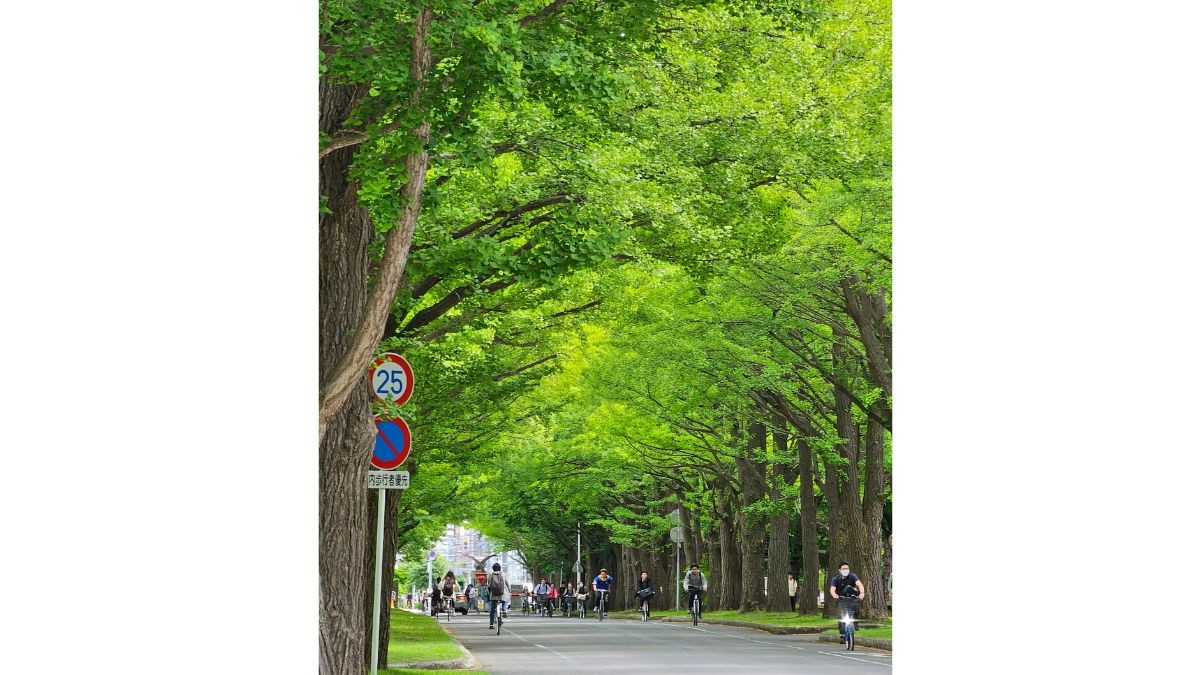Cyclists on a road under trees