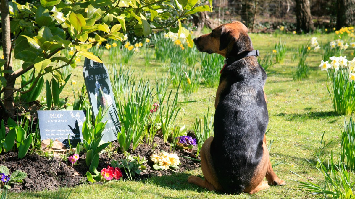 A dog is sitting next in the Garden of Remembrance next to a memorial plaque on a sunny day