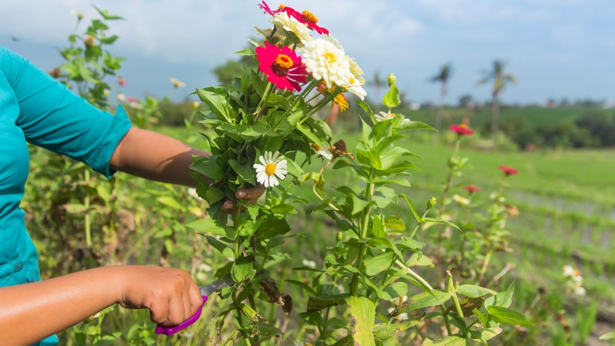 A green future for flowers: Advancing sustainability knowledge and ...