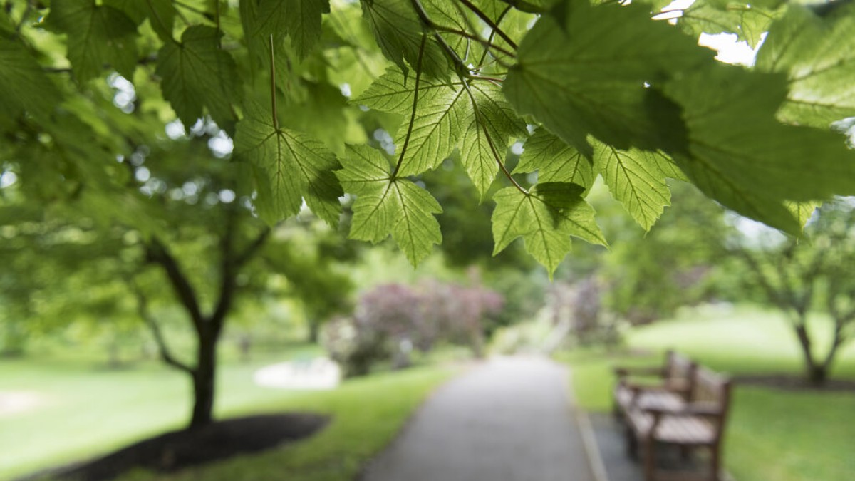 Trees around campus