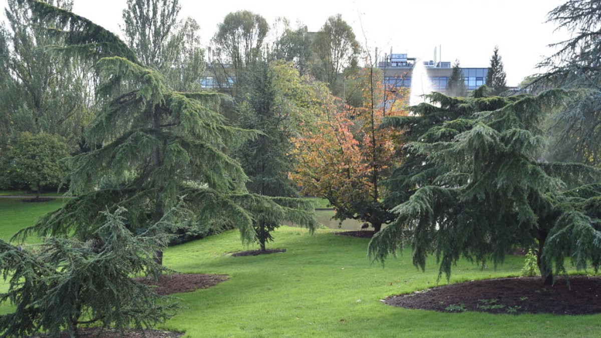 Stag Hill trees