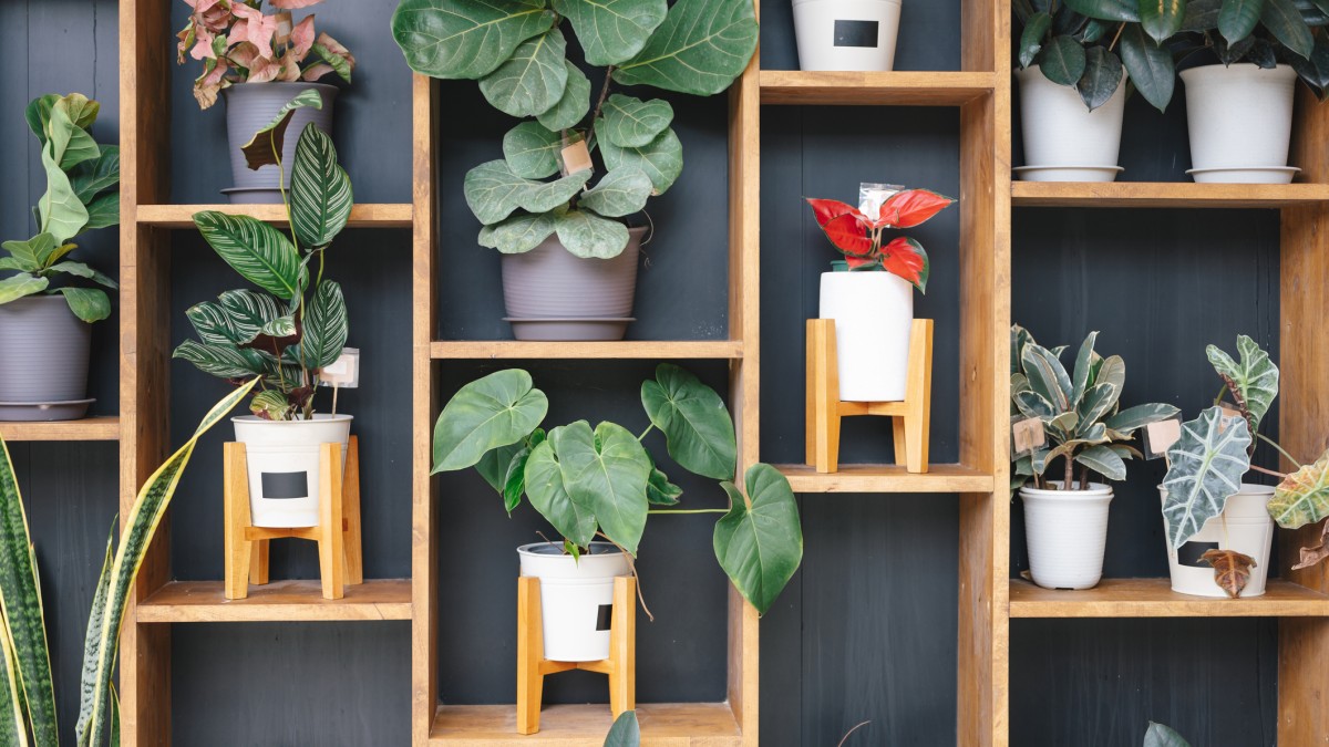 house plants