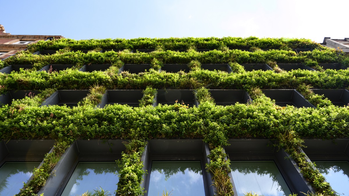 plants growing on a building