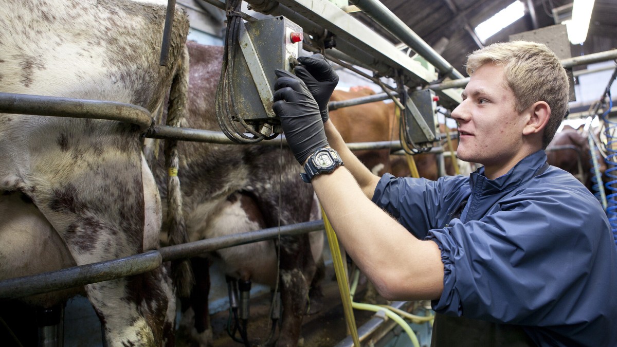 Students learning how to milk a cow at Chichester College Farm