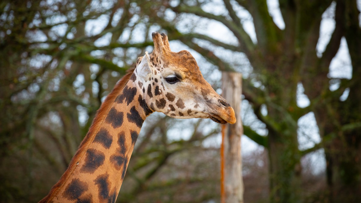 Giraffe
