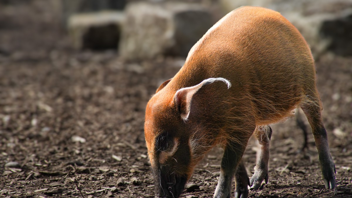 Red river hog