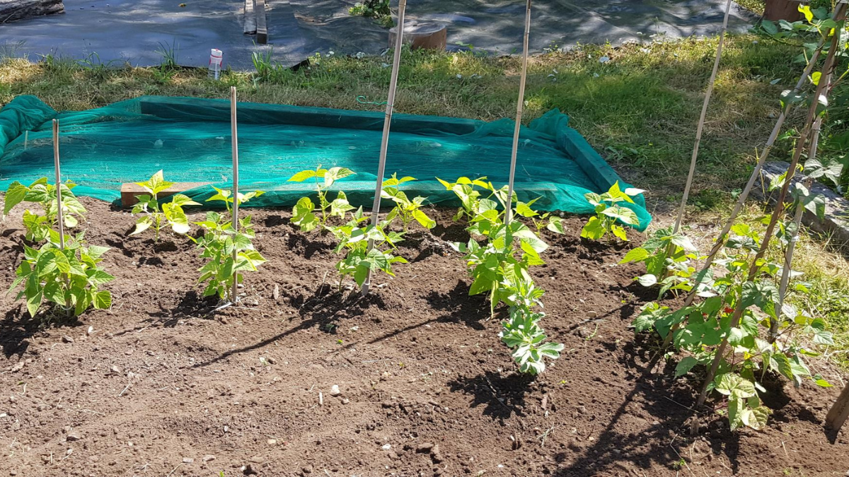 Produce growing at the Stag Hill community garden (2026)