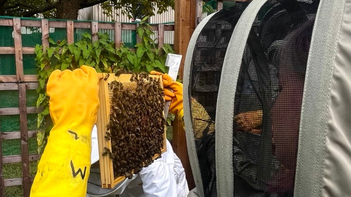 Staff member inspects beehive frame (2026)