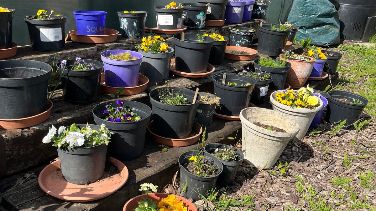 Flowers being grown at the community garden (2026)