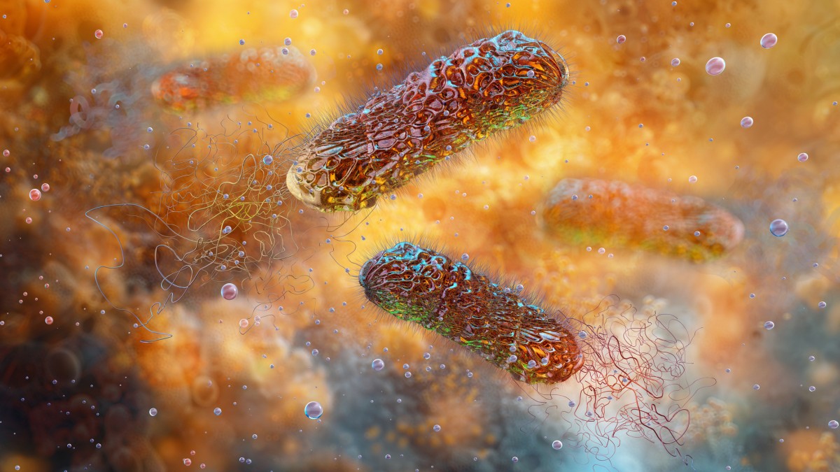 Pseudomonas aeruginosa, two rod-shaped pathogen bacteria