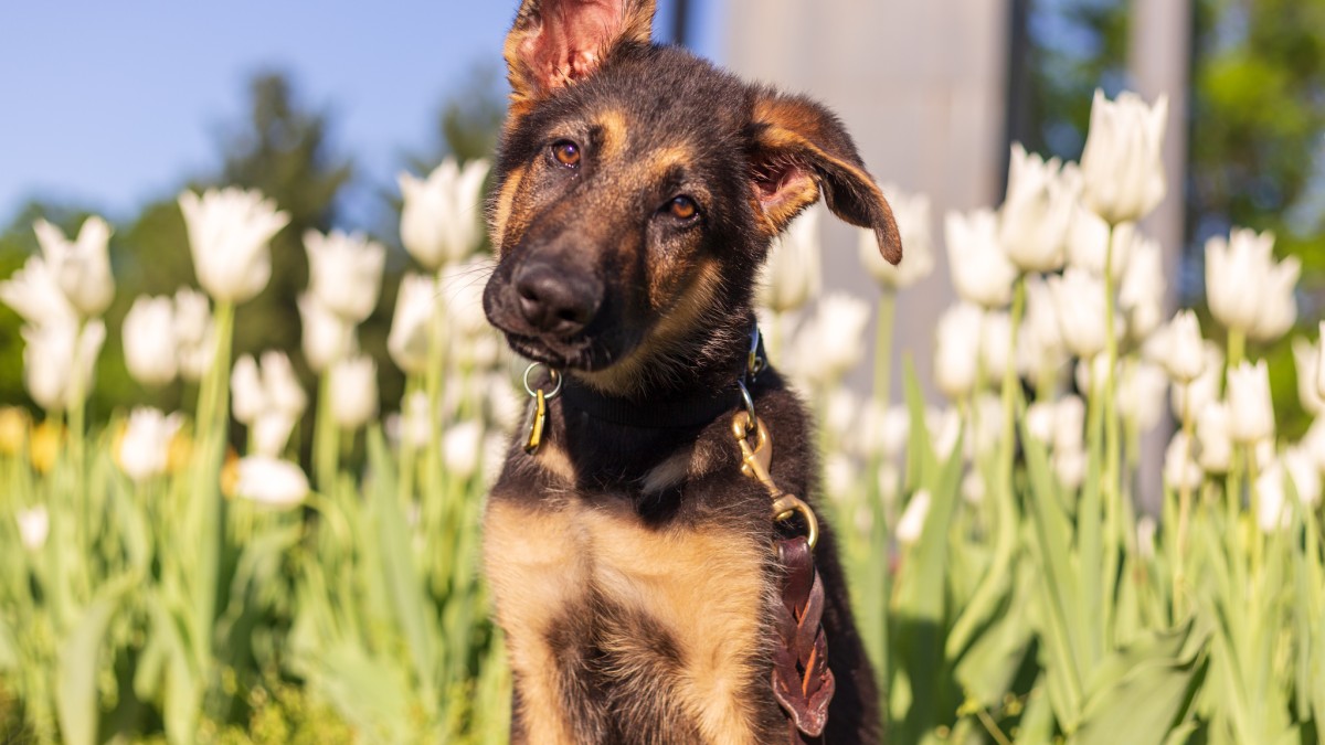 Dog sitting in flowers