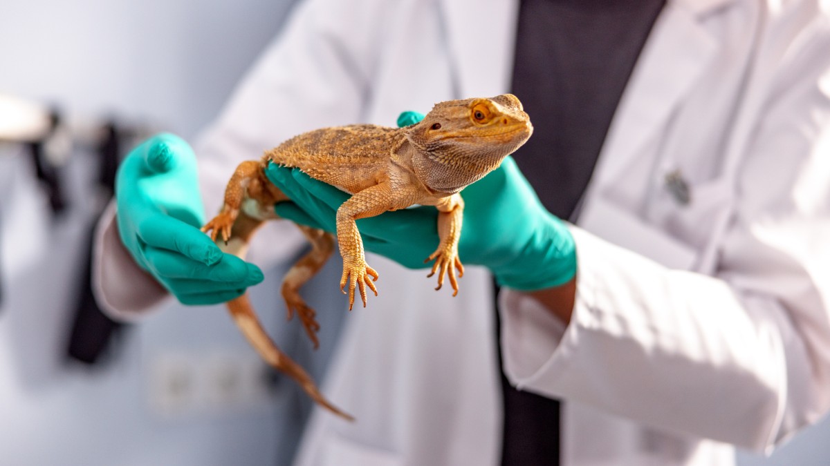 Lizard being held by a vet