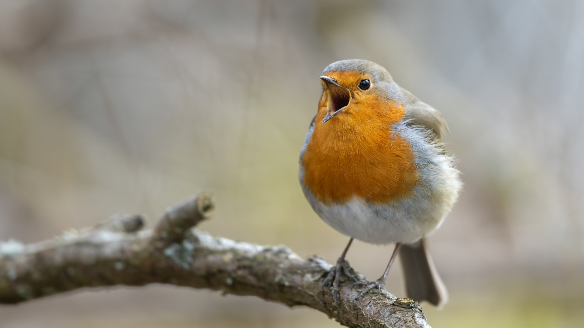 Bird_Song_Getty