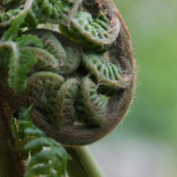 Coiled up fern spine