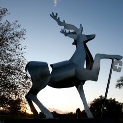 Stag image