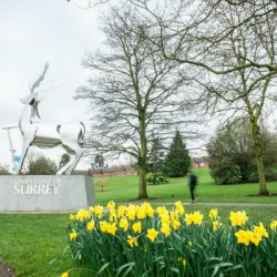 Daffodils in front of the University of Surrey Stag Sculpture