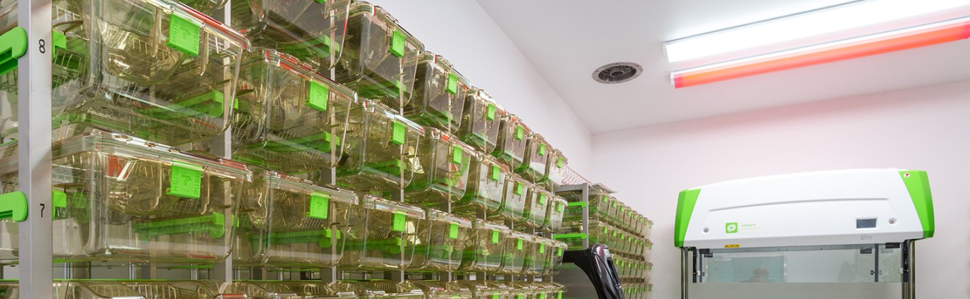 Mouse holding containers in the Biomedical Research Facility