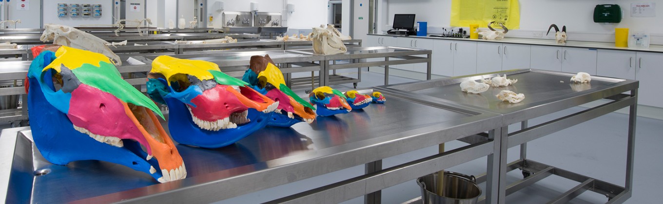 brightly painted animal skulls lined up in a row on a table in the pathology laboratory